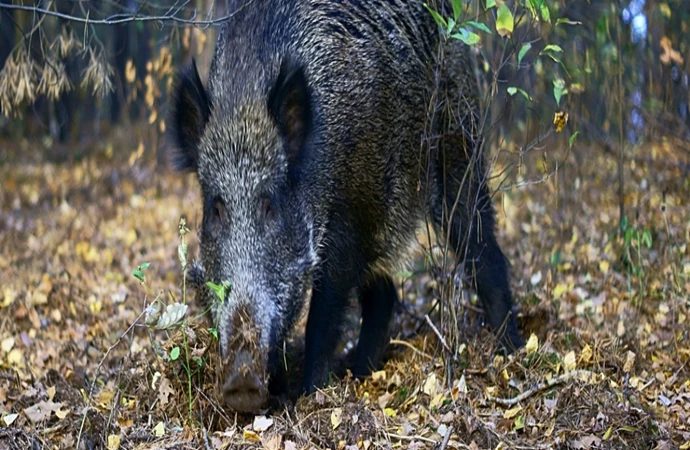 {Inspekcja weterynaryjna poinformował o wykryciu pierwszego przypadku afrykańskiego pomoru świń na terenie województwa warmińsko-mazurskiego.}